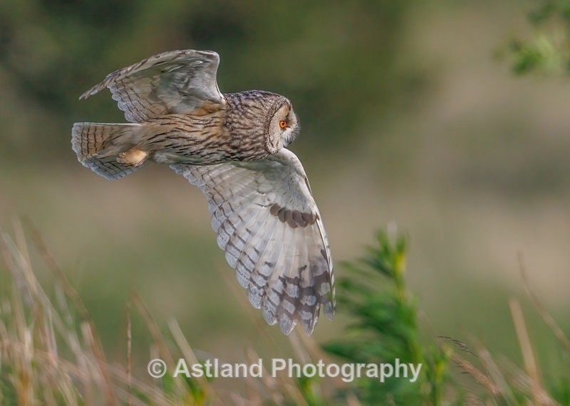 Long-eared owl - Latest Images