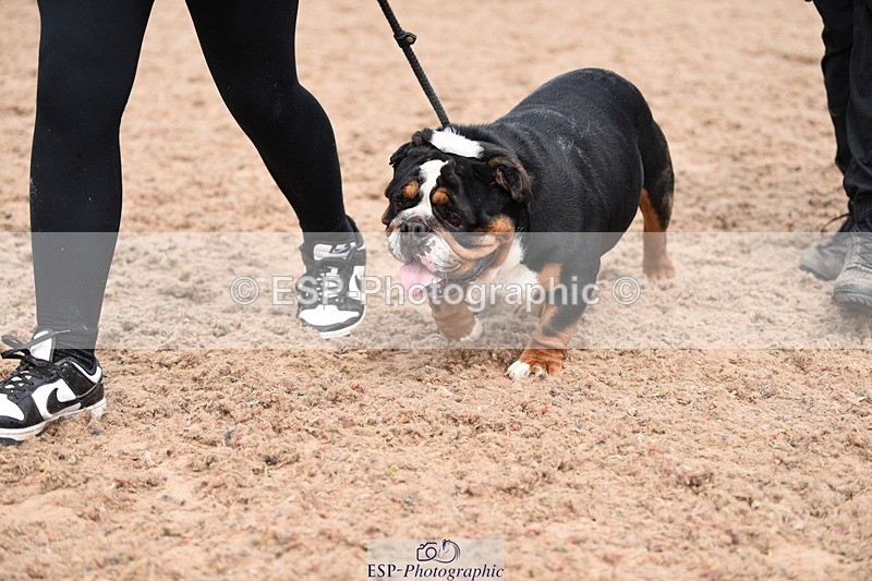 240518A-120746-01094 - Cls 3 Handsomest Dog