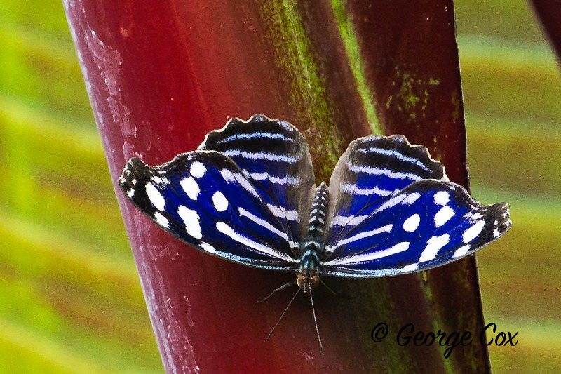 Blue-banded Purplewing - Myscelia cyaniris
