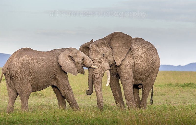  - African Safaris