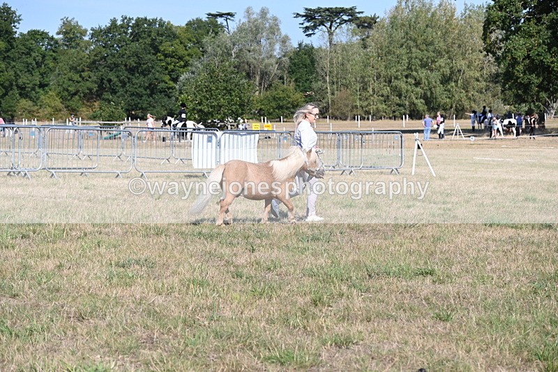 WJ6_7246 - Class 33 Rescue Pony