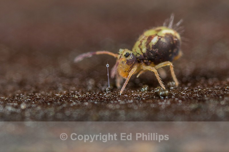 Dicyrtomina saundersi - Dicyrtomina saundersi