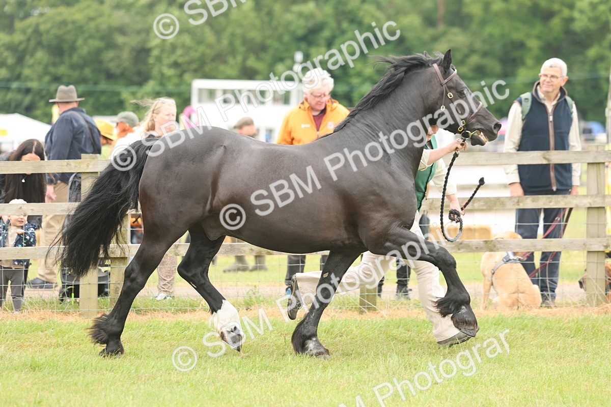 SBM_04872 - Class 50-57 - M&M Welsh Pony In Hand