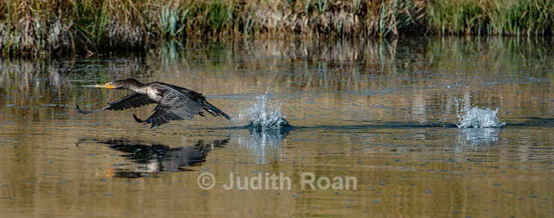 Double-crested Cormorant - Yellowstone