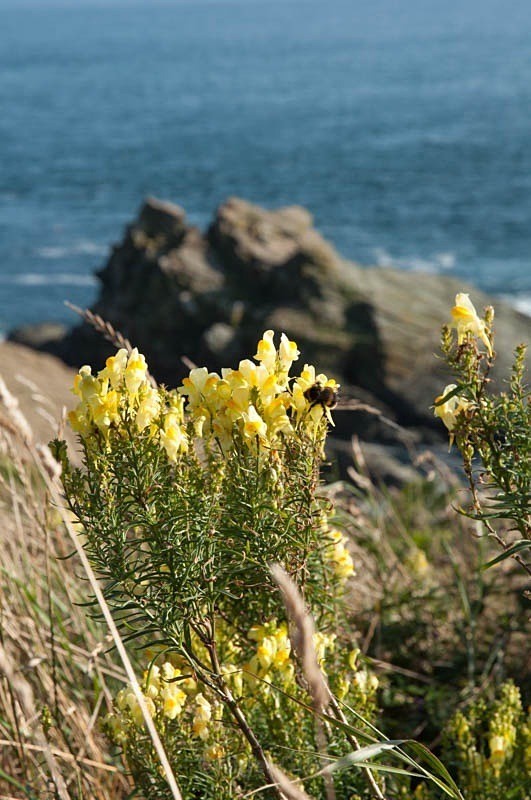 Nice to bee beside the sea - Wildlife