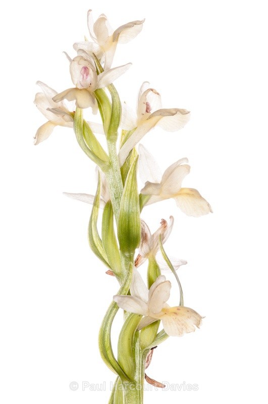  - WB: Orchids - Various