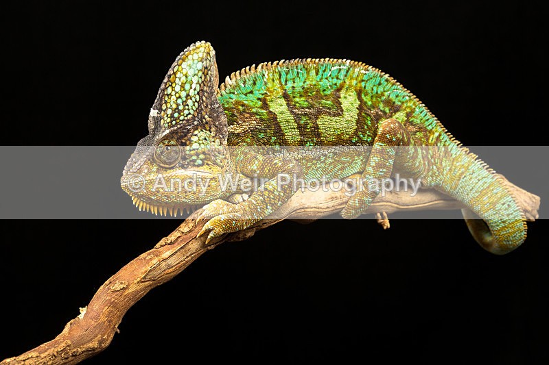 20140120-3K8A8318 - Lizards
