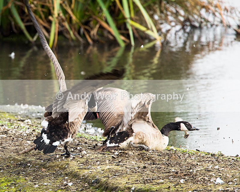 20140905-3K8A5402 - Geese
