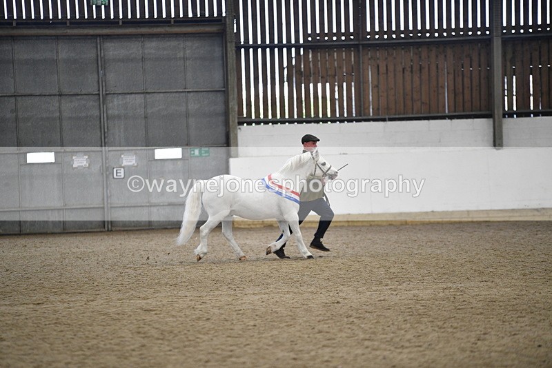 WJ5_5829 - Morning in hand Championship