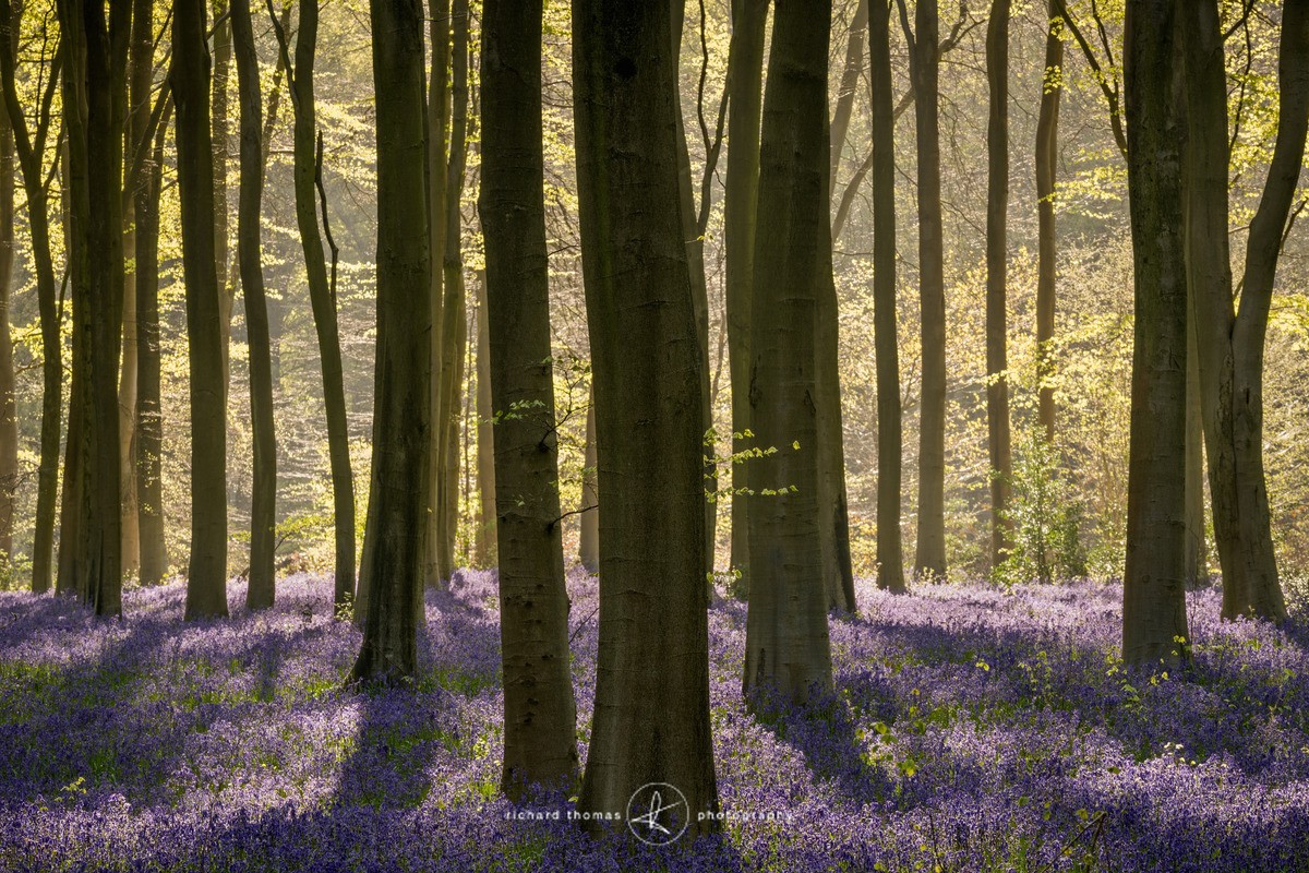 Morning Bell - BlueWood