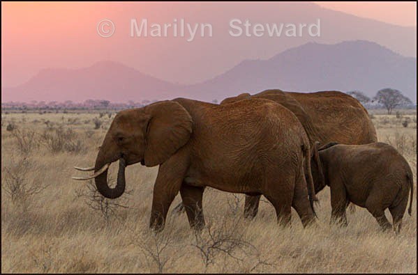 Elephants at dusk - Kenya, Tsavo East