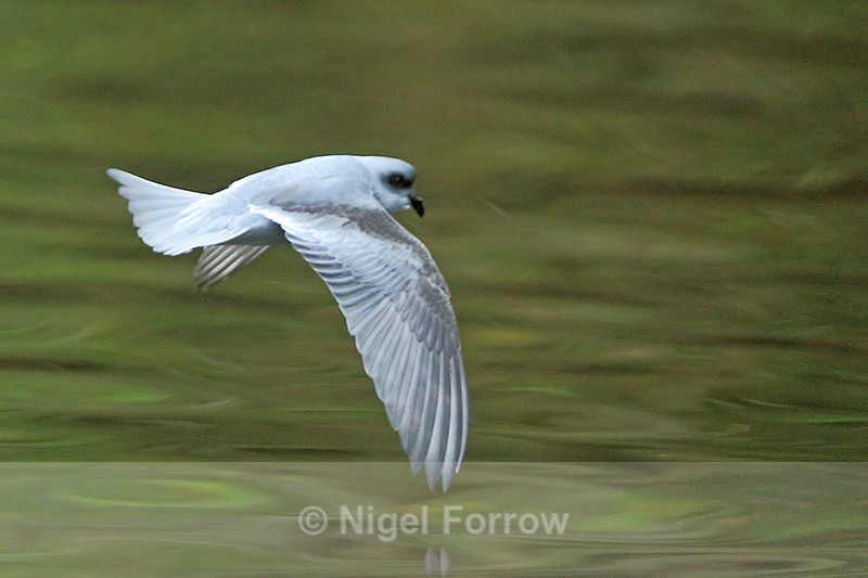 Fork-tailed Storm Petrel in flight, Knight Inlet, Canada - Fork-tailed Storm Petrel