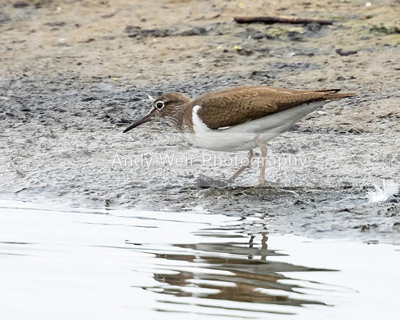 20150802-8E0A0425 - Other Waders