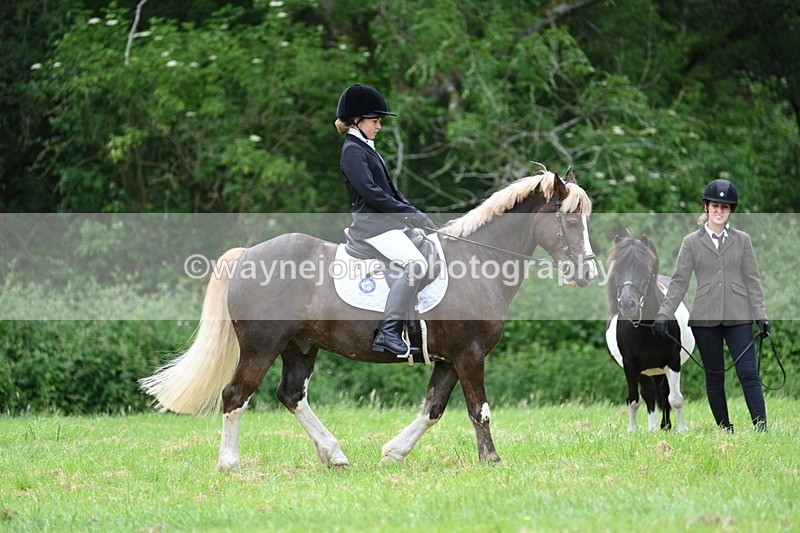 WJ7_4184 - Class 14A Handsome Gelding