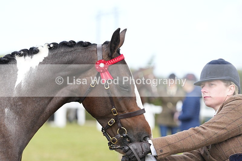 DSC06207 - Class 54: Hunter/Riding Horse/Hack 1 & 2 yr olds