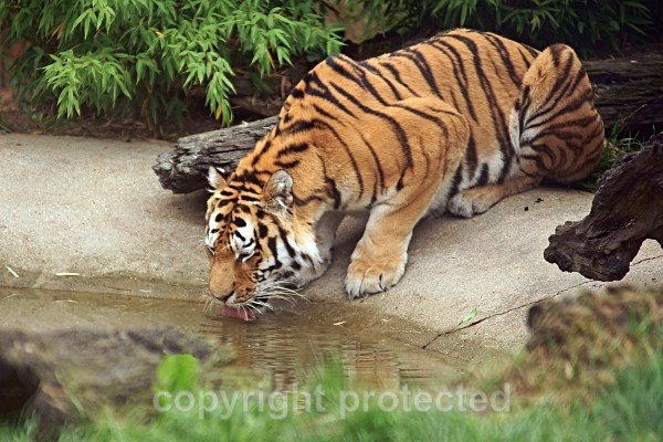 Amur Tiger - Igor drinking (Colchester Zoo) - Tigers