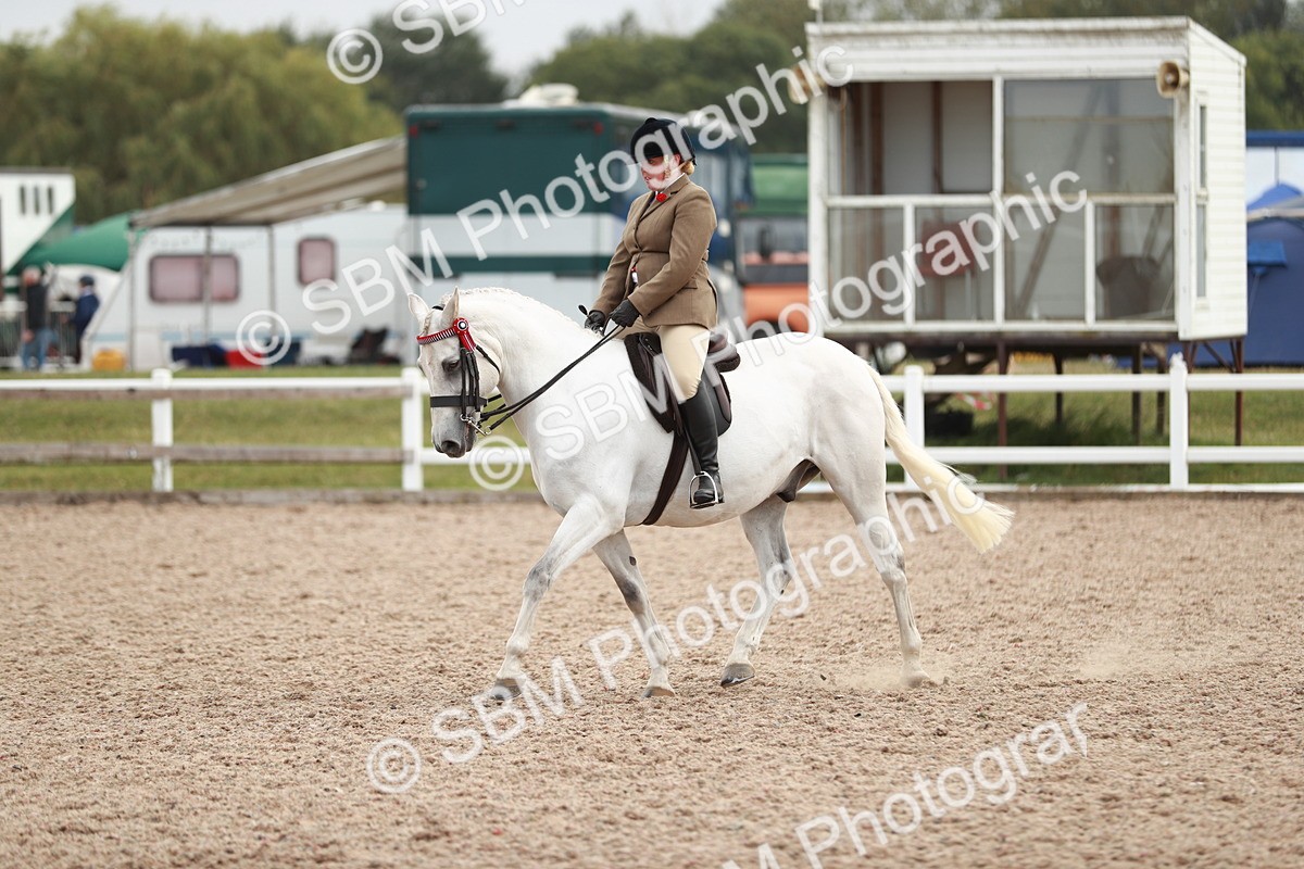 SBM_17619 - Class 215 Ridden Hack/ Riding Horse