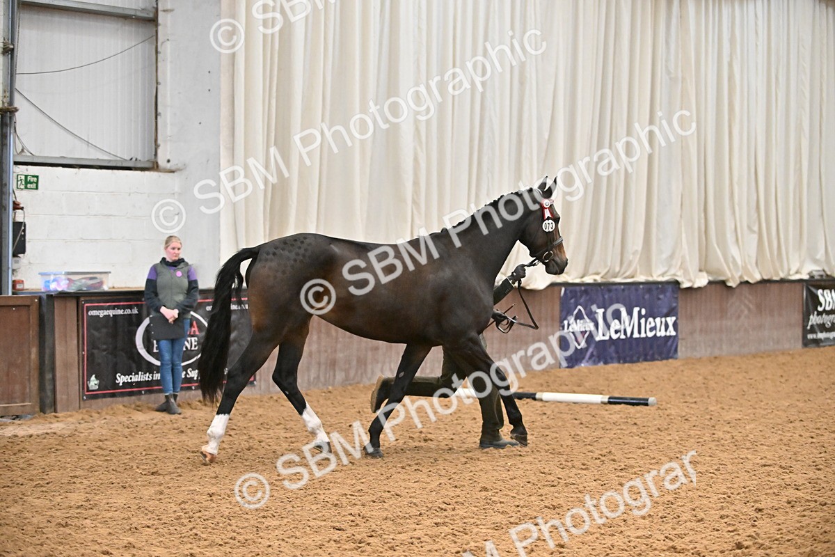 EB7_8401 - Class 3 - In Hand Foreign Breeds & Warmbloods