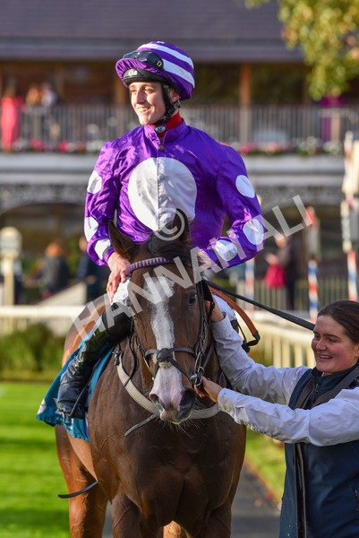 131023-Race 6-Wen Moon-9957 - Race 6 5.00pm Copper Knight - Winning Most Horse At York Handicap