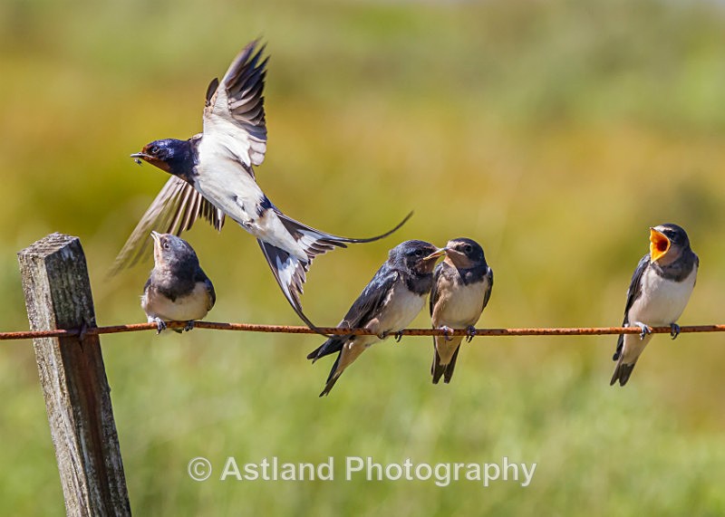 Astland Photography, Bird and Wildlife Images, Susan and Peter Wilson, U.K.