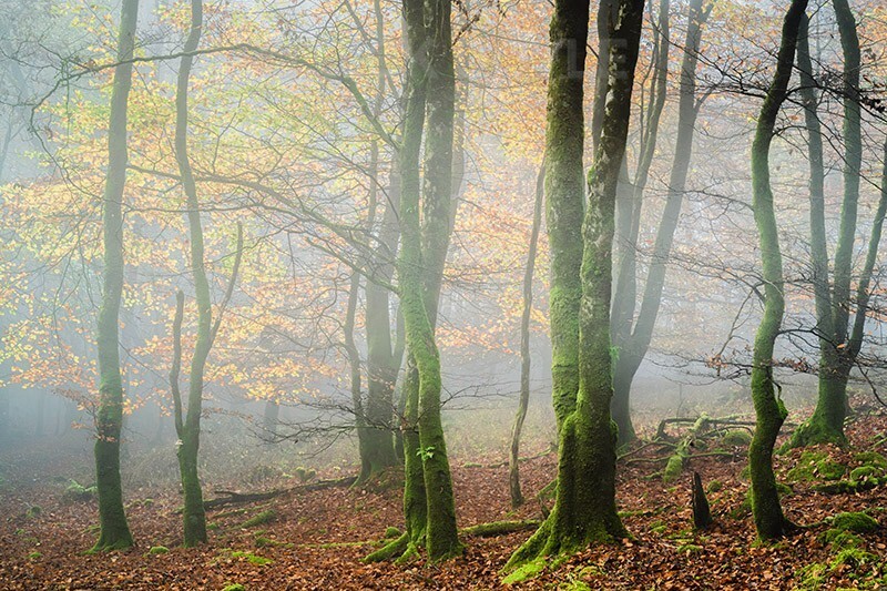 Light in the fog - Mood and mist with some lumen added