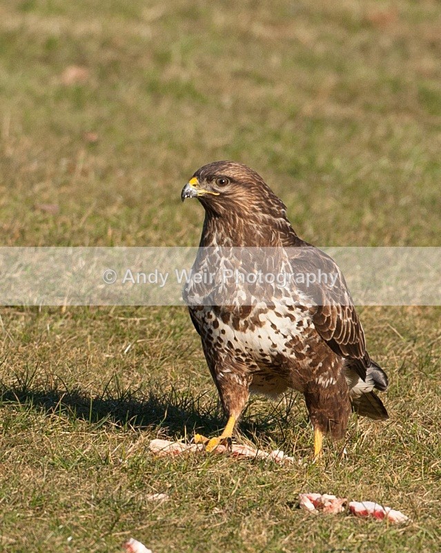 20100130-Gigrin 042 - Common Buzzard