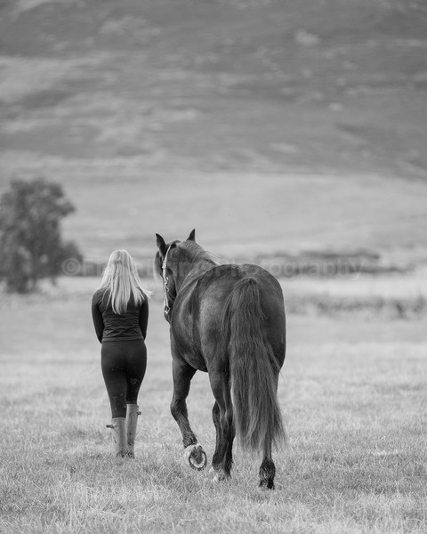 horses-40 - DGClydesdales