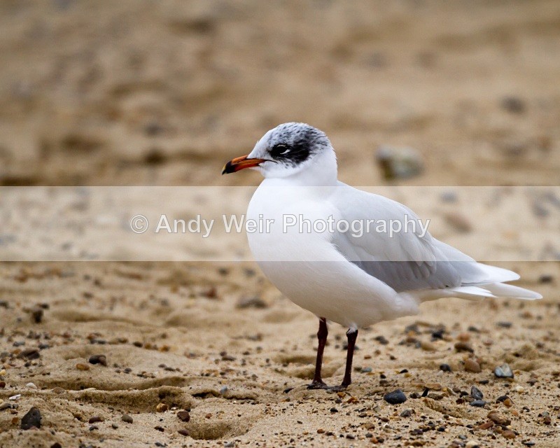20101128-3691 - Mediterranean Gull