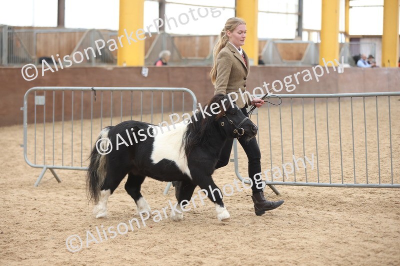 20251109-0274 - Class 12 - Stallions 4 Years and Over