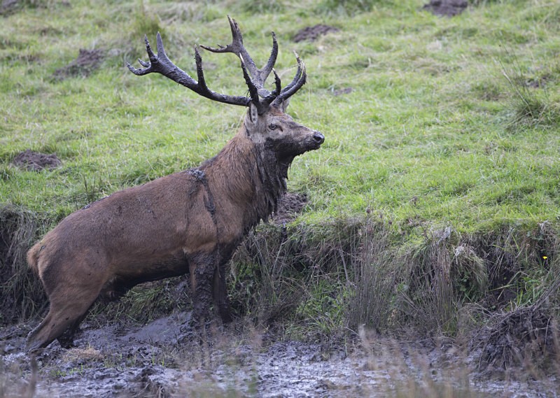 _H5X8832 Red Deer 'Rut' 2015 - New Deer Rut  2015