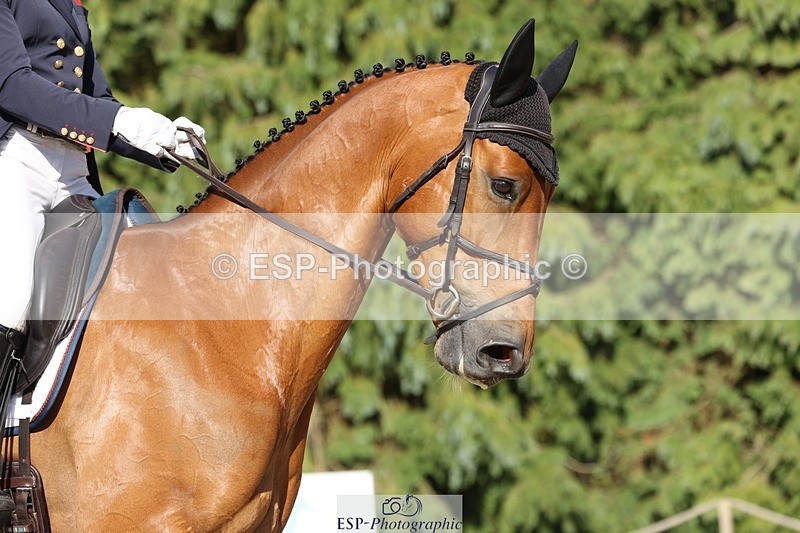 230526-175332-08055 - 182-HARTHILL_FLAMENCO-Izzy_Taylor-WEDTrotUp+DR