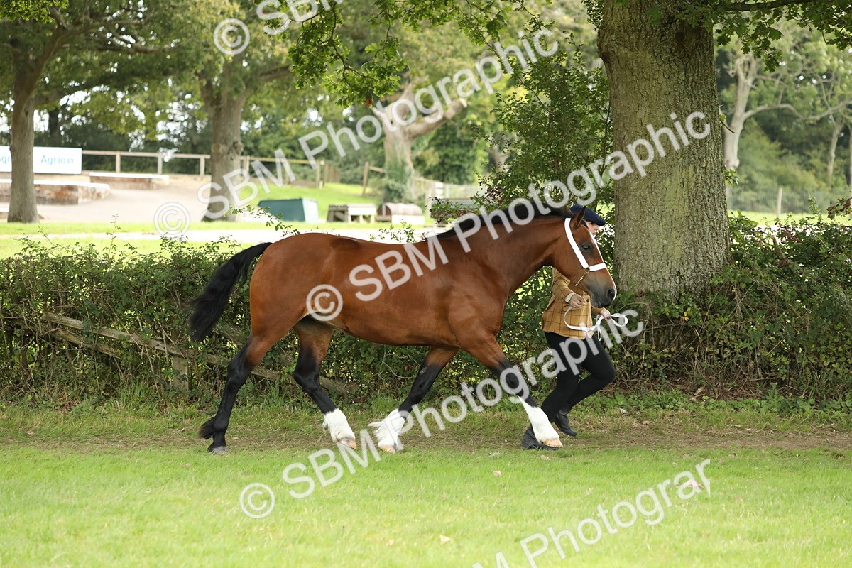 SBM_65356 - S47 - Mountain & Moorland In Hand Large Breeds