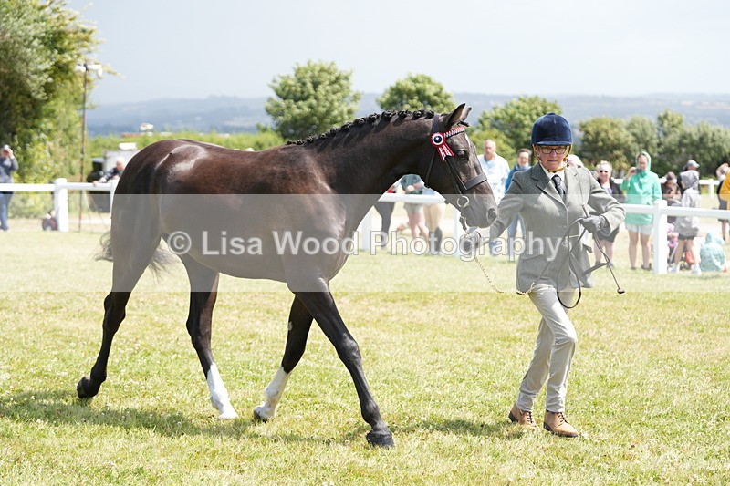 DSC06248 - Class 54: Hunter/Riding Horse/Hack 1 & 2 yr olds