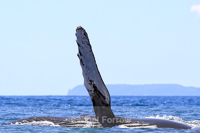 Humpback Whale, Drake Bay, Costa Rica - Whale
