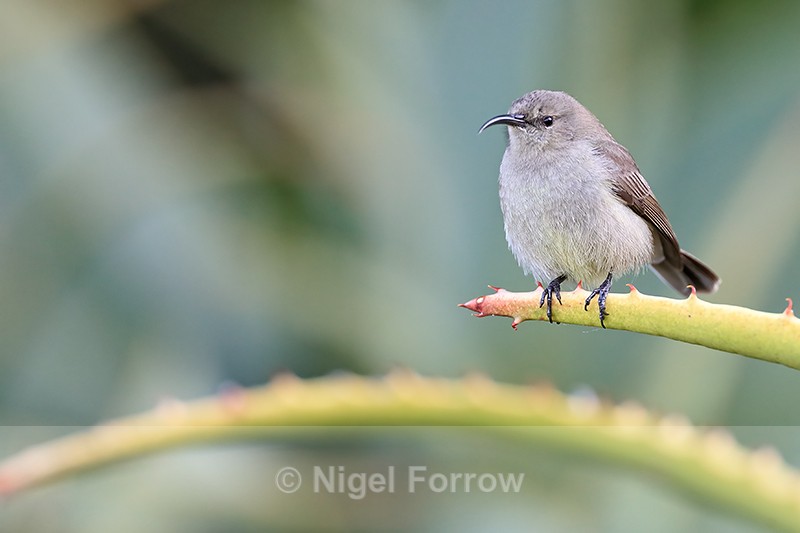 Southern Double-collared Sunbird (female), Kirstenbosch Garden - Southern Double-collared Sunbird