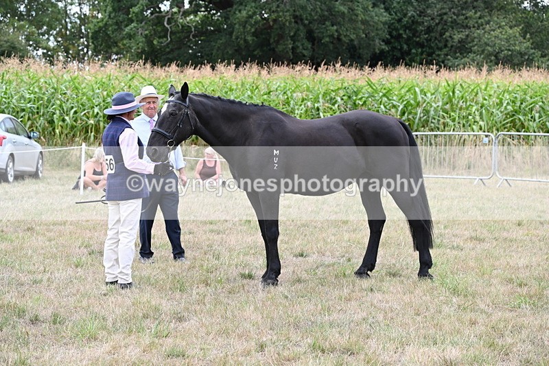 WJ6_6097 - Class 19 In-hand Veterans (Uploaded correct folder)