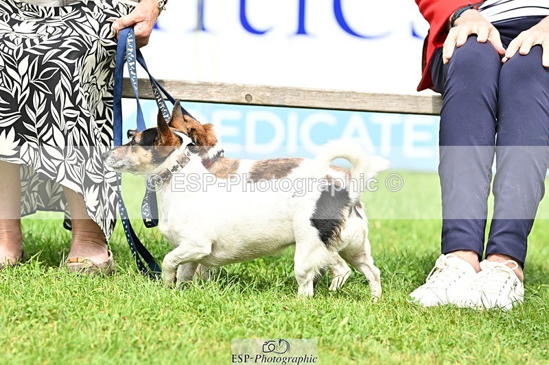 240811-131951-05971 - Dog Photos