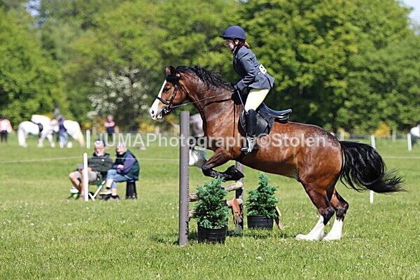 IMG_4058 - Working Hunter