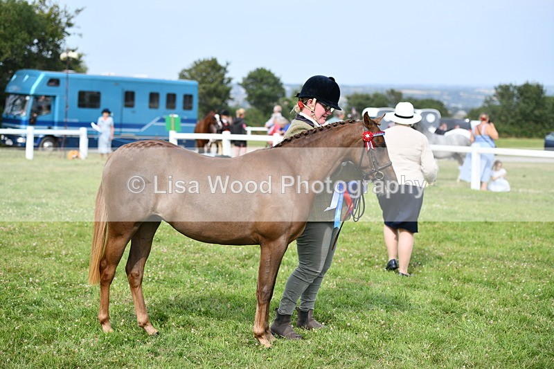 DSC_9110 - SP/SHP Pony Breeding Championship