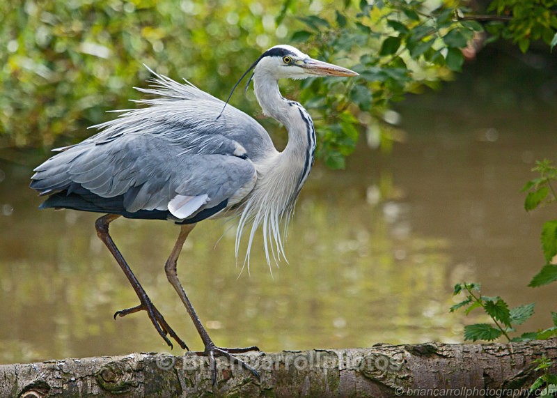 Grey Heron - Wildlife