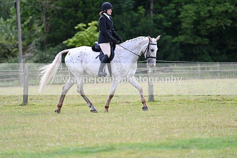 WJ7_8494 - Class 7  Riding Club Show Horse
