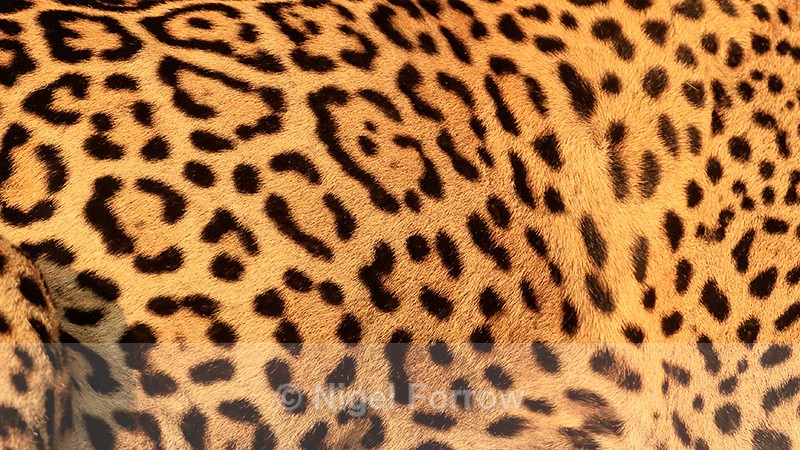 Jaguar (female) rosette pattern on body, close view, Brazil - Jaguar