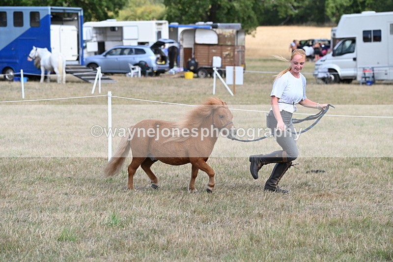 WJ6_6878 - Class 21 Shetland & Mini Horses