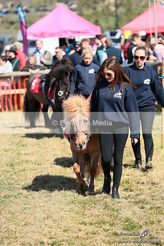 Shet 060426 47 - Shetland Pony Racing Paxford Races Easter Mon 06/04/26