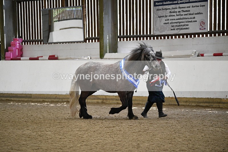WJ5_5874 - Morning in hand Championship