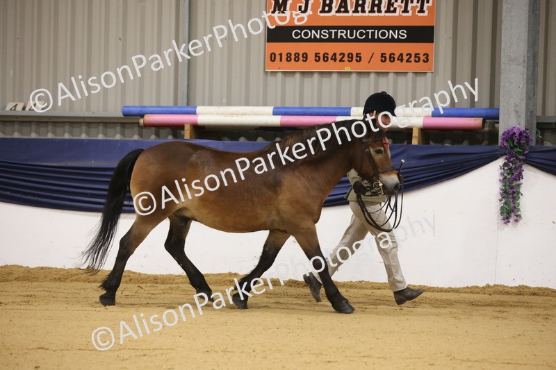 20260913-1010 - Class 109 - Bred On Exmoor In Hand