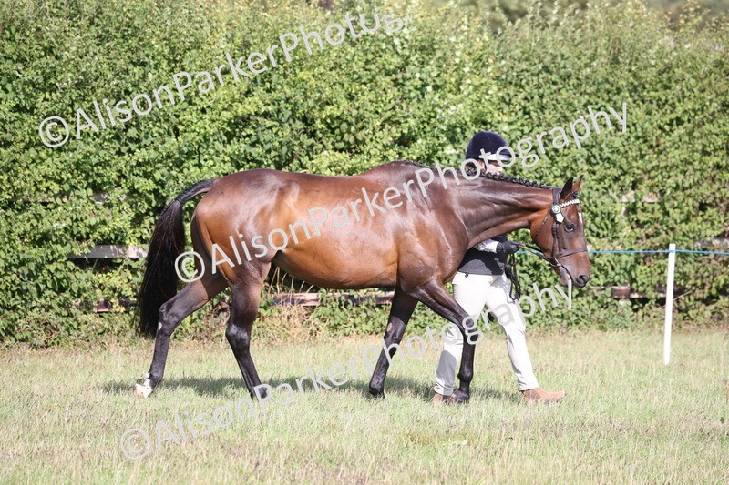 20260906-0667 - Class 22 - Ex Racehorse