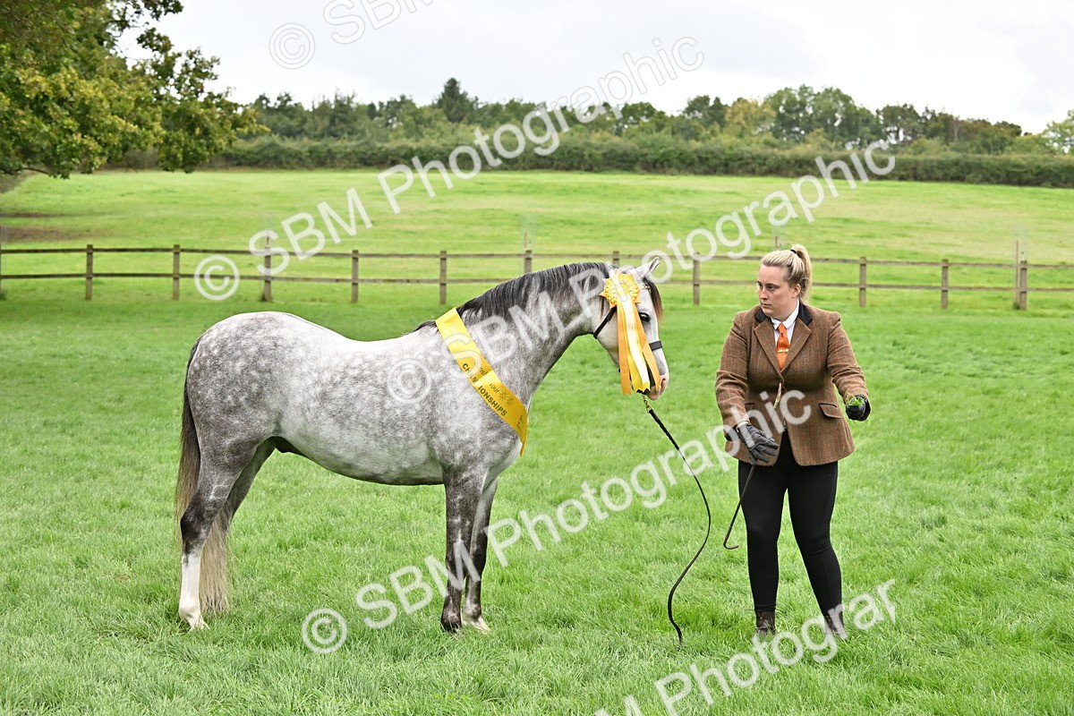 SBM_61033 - S48 - Mountain & Moorland In Hand Small Breeds