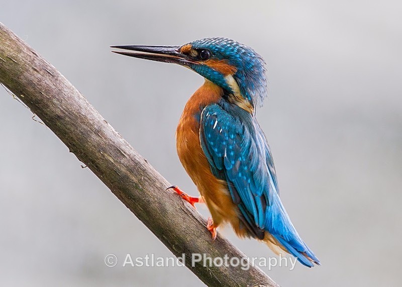 Astland Photography, Bird and Wildlife Images, Susan and Peter Wilson, U.K.