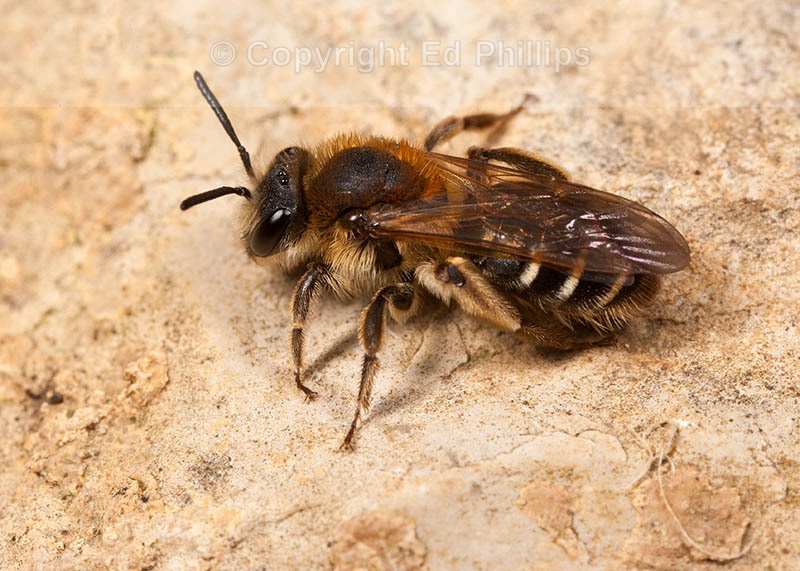 Andrena dorsata (f)